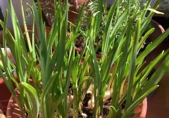 大蒜发芽怎么种（大蒜水培栽培技术要点）
