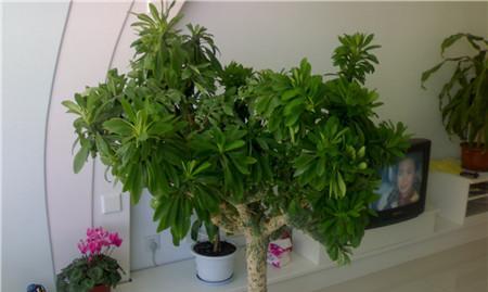 玉麒麟的养殖方法和注意事项（栽培玉麒麟的窍门）