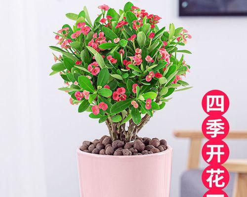 什么植物适合室内养（盘点六种适合室内养的植物）