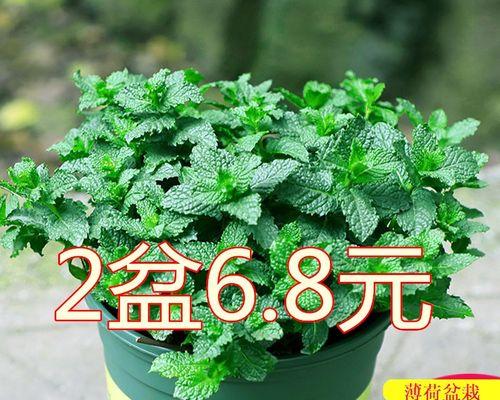 什么植物适合室内养（盘点六种适合室内养的植物）