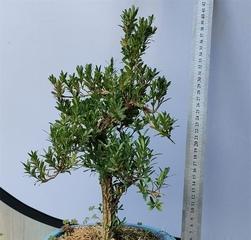 黄杨老桩盆景怎么养（黄杨盆景养护与管理）