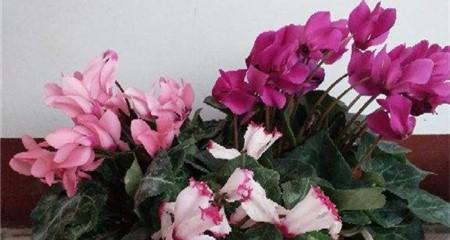 仙客来花期怎么养护（仙客来花期养护小妙招）