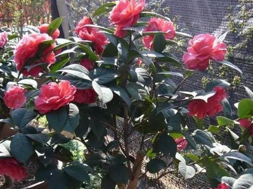 茶花怎么养才长得好（茶花养护的正确方法）
