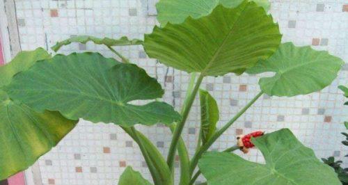 滴水观音冬季怎么栽培（滴水观音种植技术要点）