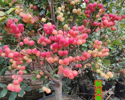 盆栽苹果树怎么养（盆栽苹果树的养殖方法讲解）