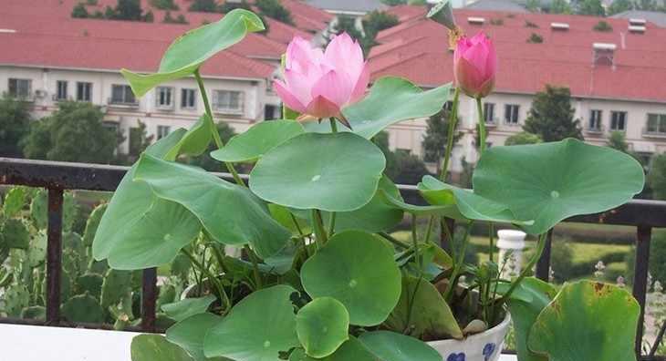 怎样水培碗莲（碗莲水培正确方法讲解）