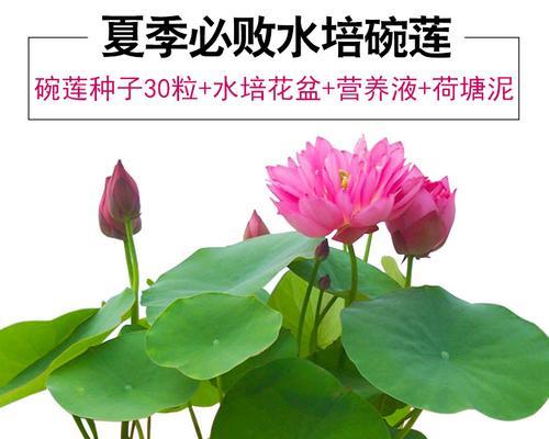 怎样水培碗莲（碗莲水培正确方法讲解）