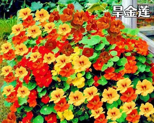 如何种植荷花种子（快速掌握荷花种子种植的技巧和要点）