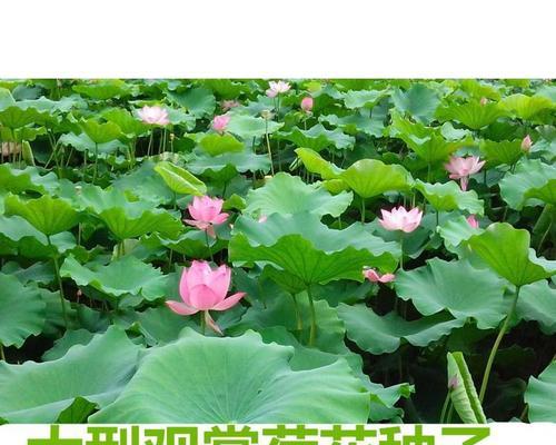 如何种植荷花种子（快速掌握荷花种子种植的技巧和要点）