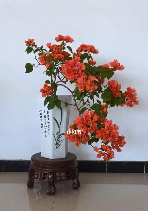 盆栽三角梅怎样养（三角梅的养殖方法和注意事项）