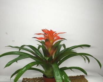 鸿运当头花盆怎么养（鸿运当头正确养护方法）
