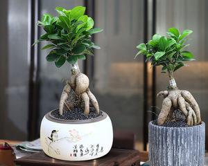 金钱榕树盆景怎么养（金钱榕树的养护技巧）