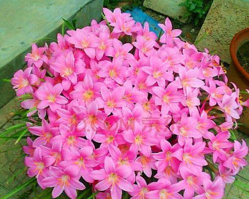 葱兰种子怎么种植（葱兰的种植方法和时间）