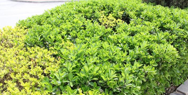 法国冬青耐寒多少度（冬青养护技巧）