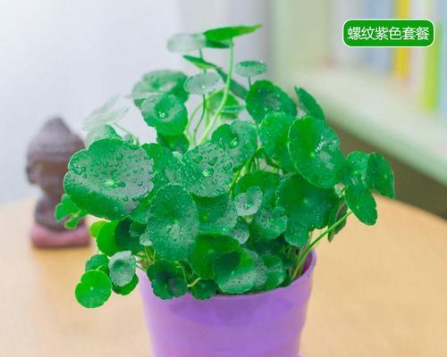 铜钱草用什么土栽培（铜钱草栽培技巧）