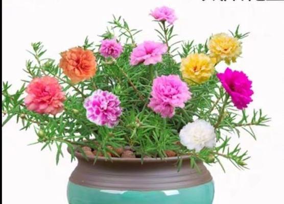 太阳花种植多久能开花（太阳花的养殖方法和注意事项）
