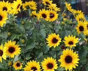 太阳花种植多久能开花（太阳花的养殖方法和注意事项）