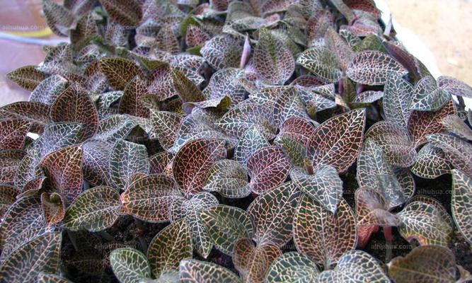 金线莲种植修剪时间和方法（有关金线莲的养护要点）