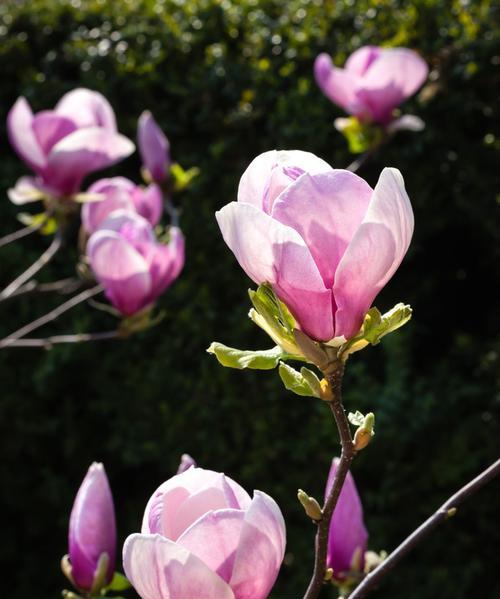白玉兰花什么时候开（有关玉兰花期简介）