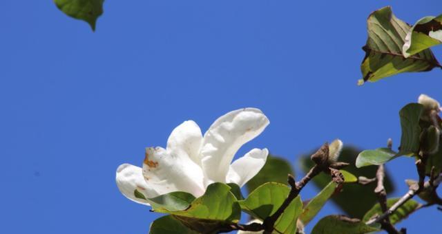 白玉兰花什么时候开（有关玉兰花期简介）