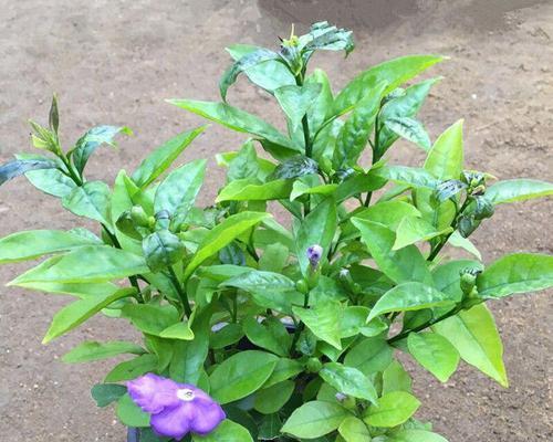 双色茉莉什么时候修剪（了解双色茉莉修剪时间）