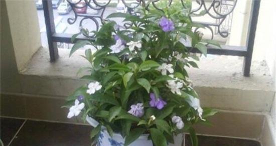 双色茉莉什么时候修剪（了解双色茉莉修剪时间）