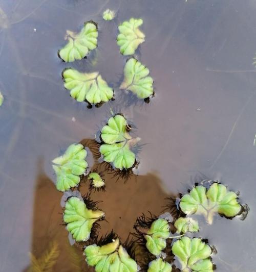 水芙蓉怎么养发黄腐烂（水芙蓉的养护知识）