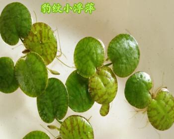 水芙蓉怎么养发黄腐烂（水芙蓉的养护知识）