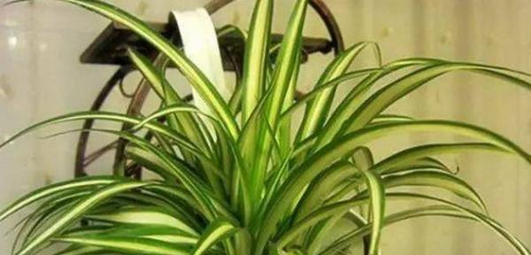 吊兰品种的是哪一种花（最耐阴的吊兰品种）