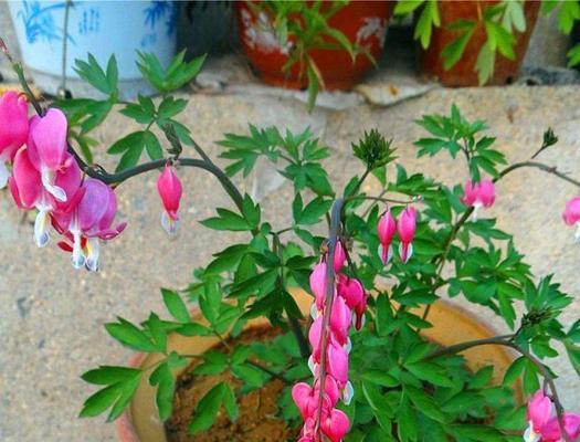 比较耐阴的花卉有哪些（适合客厅的耐阴花卉大全）