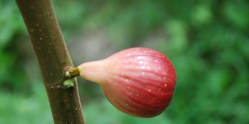 无花果怎样种植（无花果的种植与管理）