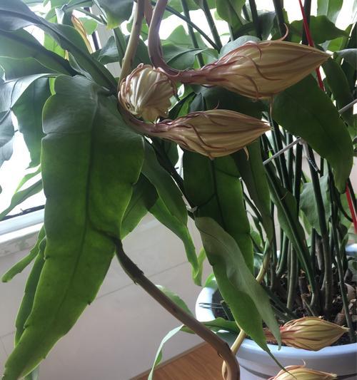 昙花用什么土养（昙花配土方法）