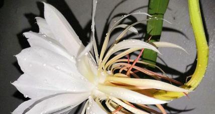 昙花用什么土养（昙花配土方法）