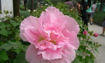 芙蓉花有几种颜色