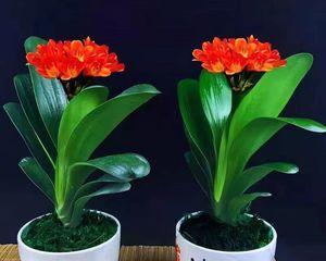 君子兰品种排名介绍（最常见的君子兰品种排名）