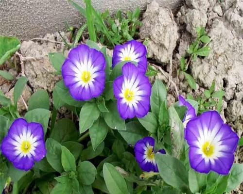 三色旋花什么时候开花（三色旋花期简单介绍）