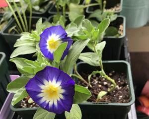 三色旋花什么时候开花（三色旋花期简单介绍）