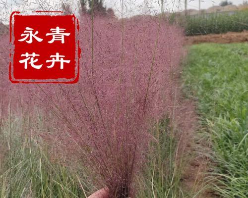 粉黛草几月播种（粉黛草种植方法和时间）