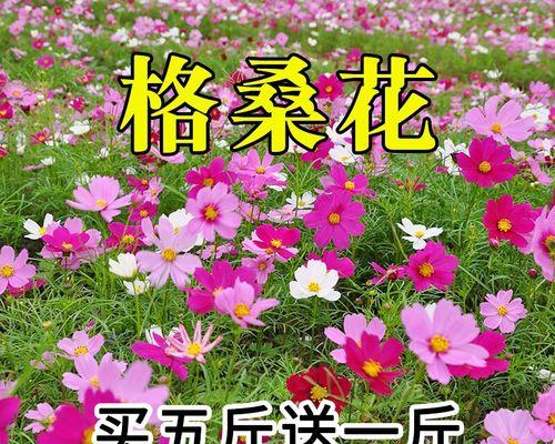 波斯菊花怎么种（波斯菊种植方法步骤）