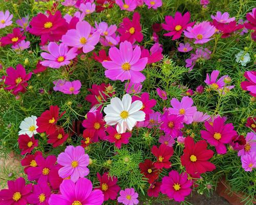 波斯菊花怎么种（波斯菊种植方法步骤）