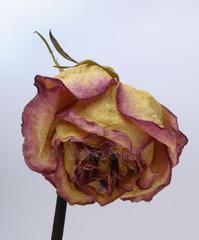 怎么养玫瑰花不容易枯萎（有关玫瑰花的养殖方法）