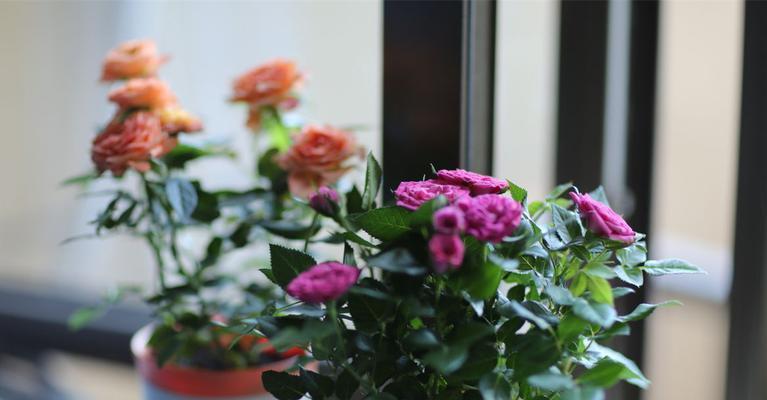 怎么养玫瑰花不容易枯萎（有关玫瑰花的养殖方法）