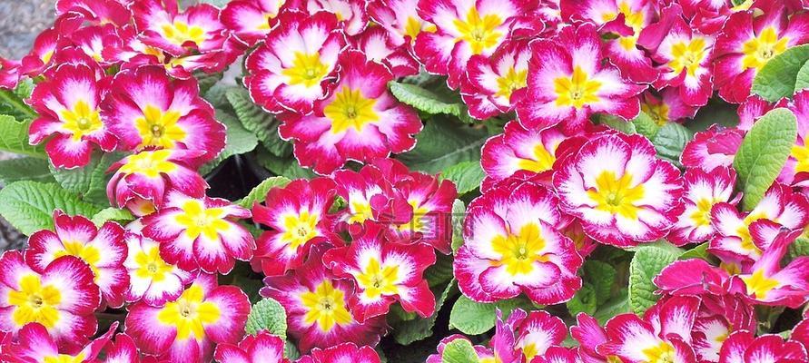 春天会开些什么花（春天代表性的花介绍）