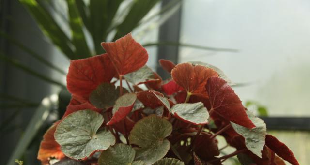 竹节秋海棠怎么养（秋海棠的养殖方法和注意事项）