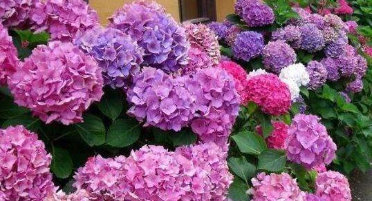 世界上最贵的花是什么（稀有的花卉排名）