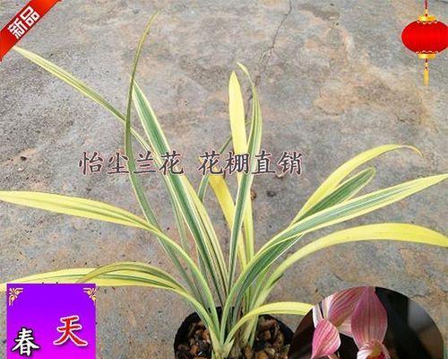 种植兰花用什么土（描述兰花专用土配方）