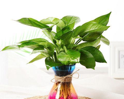 什么花适合水培（可长期养的水培植物介绍）