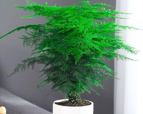 文竹花在家怎么养（教你养好文竹的小妙招）