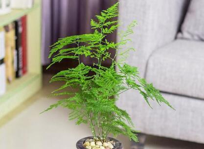 文竹花在家怎么养（教你养好文竹的小妙招）