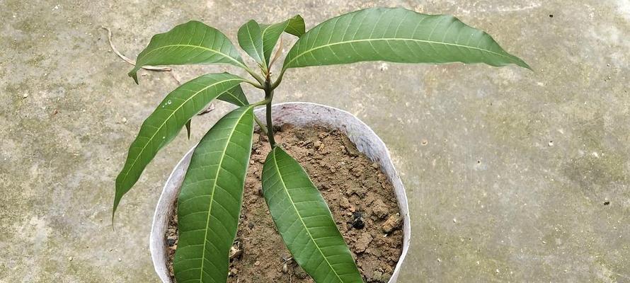 芒果核怎么种盆栽（芒果种子的种植方法讲解）